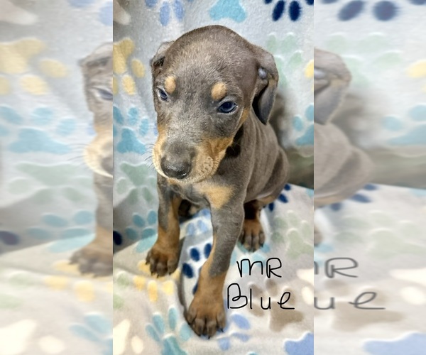 Medium Photo #5 Doberman Pinscher Puppy For Sale in MEDFORD, OR, USA
