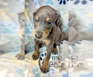 Medium Doberman Pinscher
