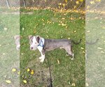 Small Photo #12 American Pit Bull Terrier Puppy For Sale in FAIRLAWN, OH, USA