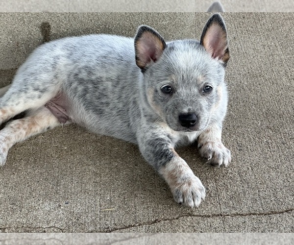Medium Photo #1 Australian Cattle Dog Puppy For Sale in GRANGER, IN, USA