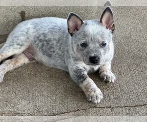 Australian Cattle Dog Puppy for sale in GRANGER, IN, USA