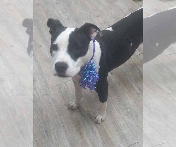 Medium Photo #13 Mutt Puppy For Sale in Murfreesboro, NC, USA