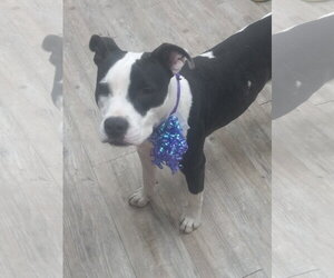 Lilith aka Lily - Female Mutt Dog for Adoption - Photo #13