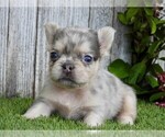 Small #10 French Bulldog