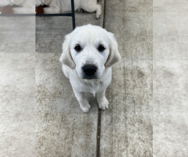 Medium Photo #1 Golden Retriever Puppy For Sale in WILTON, CA, USA