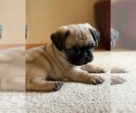 Small Photo #3 Pug Puppy For Sale in NORTH AURORA, IL, USA