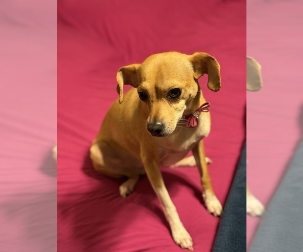 Medium Photo #3 Cheagle Puppy For Sale in EVERGREEN PARK, IL, USA