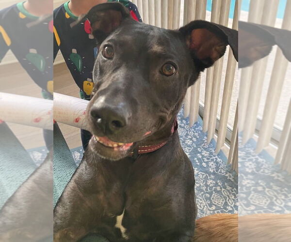 Medium Photo #1 American Pit Bull Terrier-Unknown Mix Puppy For Sale in Sanford, FL, USA