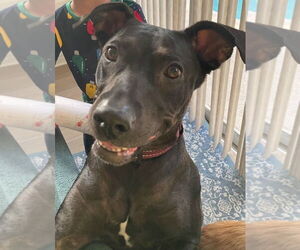 American Pit Bull Terrier-Unknown Mix Dogs for adoption in Sanford, FL, USA