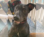 Small American Pit Bull Terrier Mix