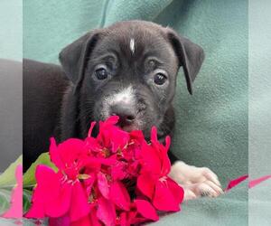 Colonial Cocker Spaniel-Unknown Mix Dogs for adoption in San Diego, CA, USA