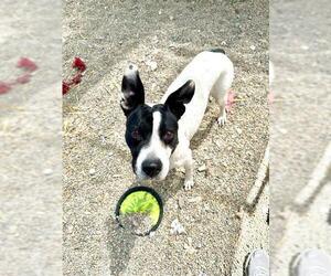 ROSELLA - Female Bull Terrier-Unknown Mix Dog for Adoption - Photo #2