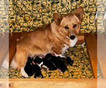 Small Photo #2 Aussie-Corgi Puppy For Sale in MYRTLE CREEK, OR, USA