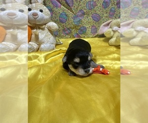 Morkie Puppy for sale in LANCASTER, MO, USA