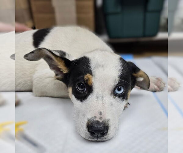 Medium Photo #6 Mutt Puppy For Sale in Fargo, ND, USA
