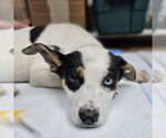 Small Photo #6 Mutt Puppy For Sale in Fargo, ND, USA