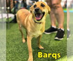 Small #9 Dachshund Mix