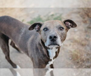 American Pit Bull Terrier Dogs for adoption in Longview, WA, USA