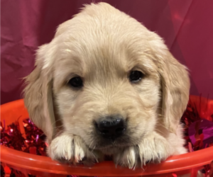 Golden Retriever Puppy for sale in WINONA, MS, USA