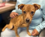 Small #1 Chihuahua