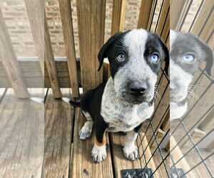 Australian Shepherd-Catahoula Leopard Dog Mix Dogs for adoption in Chicago, IL, USA
