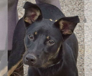 German Shepherd Dog-Unknown Mix Dogs for adoption in Huntley, IL, USA