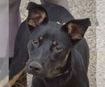 Small German Shepherd Dog Mix