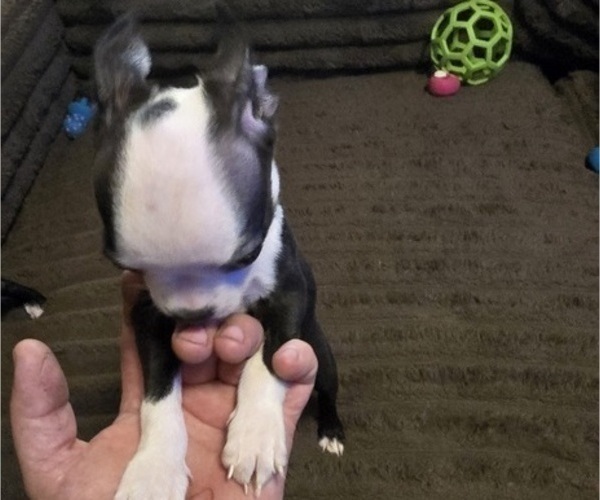 Medium Photo #8 Boston Terrier Puppy For Sale in MITCHELL, IN, USA