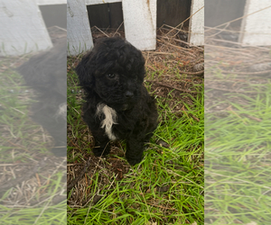 Maltipoo Puppy for sale in VENETA, OR, USA