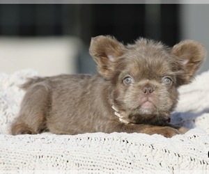 French Bulldog Puppy for sale in BEVERLY HILLS, CA, USA