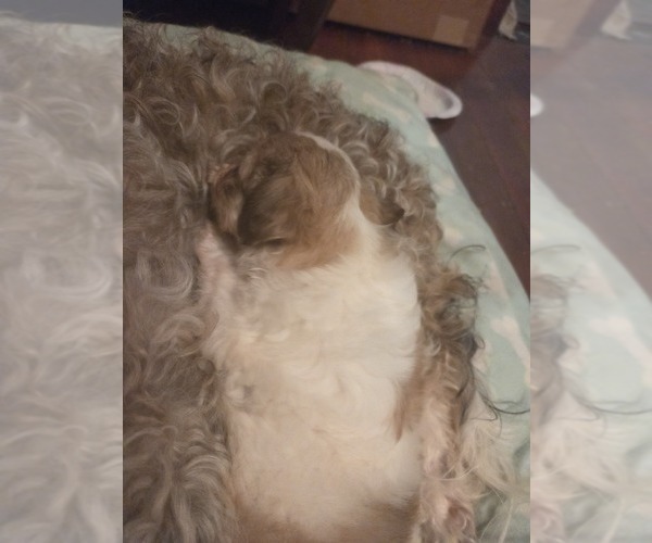 Medium Photo #28 Maltipom-Pomeranian Mix Puppy For Sale in HUDSON, MA, USA