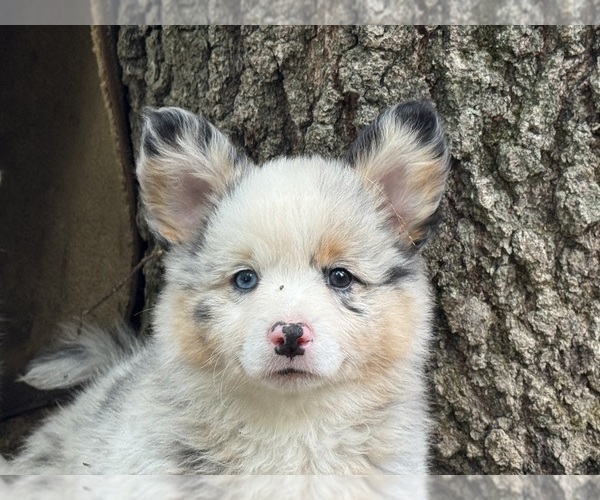 Medium Photo #4 Aussie-Corgi Puppy For Sale in ESPERANCE, NY, USA