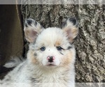 River - Female Aussie-Corgi Puppy for Sale - Photo #4