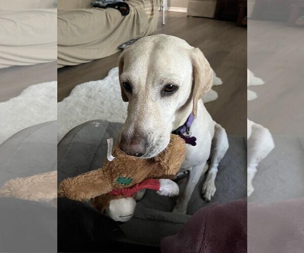 Medium Photo #2 Labrador Retriever Puppy For Sale in Fort Worth, TX, USA