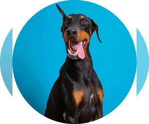 Doberman Pinscher Dogs for adoption in Rowlett, TX, USA