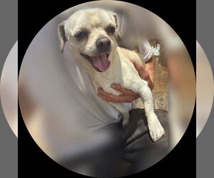 Chihuahua Dogs for adoption in Apple Valley, CA, USA