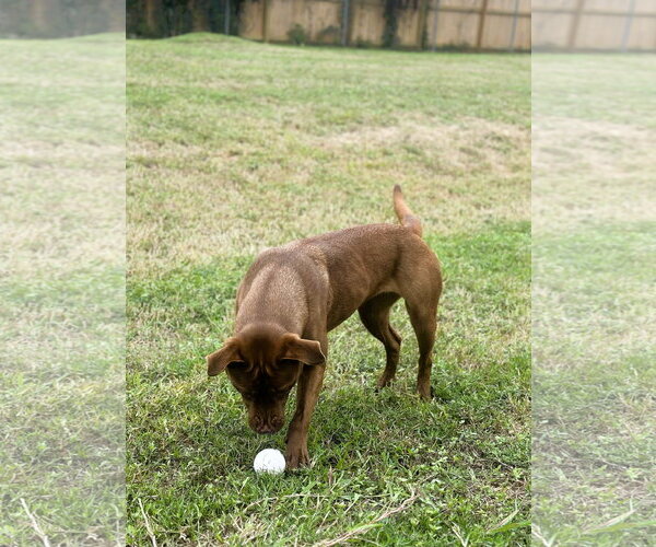 Medium Photo #3 Coonhound-Labrador Retriever Mix Puppy For Sale in Houston, TX, USA