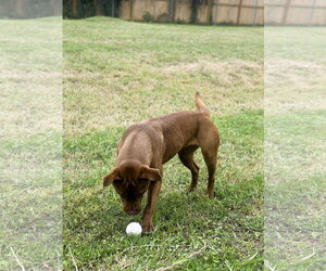Ruby - Female Coonhound-Labrador Retriever Mix Dog for Adoption - Photo #3