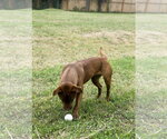 Small Photo #3 Coonhound-Labrador Retriever Mix Puppy For Sale in Houston, TX, USA