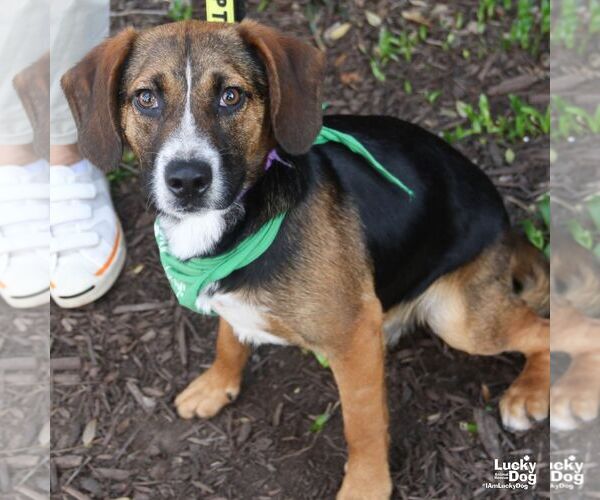 Medium Photo #2 Australian Shepherd-Beagle Mix Puppy For Sale in Washington, DC, USA
