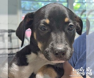 Labrador Retriever-Unknown Mix Dogs for adoption in Washington, DC, USA