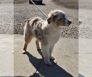 Australian Shepherd Puppy for sale in WAKARUSA, KS, USA