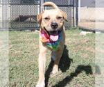 Small Labrador Retriever Mix