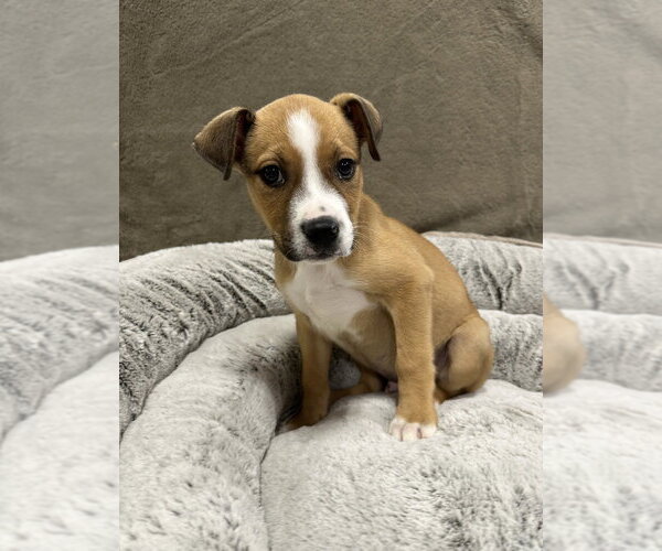 Medium Photo #13 German Shepherd Dog-Unknown Mix Puppy For Sale in Lakewood, CO, USA