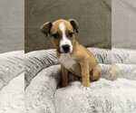 Small #12 German Shepherd Dog Mix