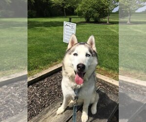Skylar *foster needed* - Male - Mix Dog for Adoption - Photo #9