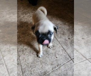 Pug Puppy for sale in NEW AUBURN, WI, USA