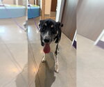 Small German Shepherd Dog Mix