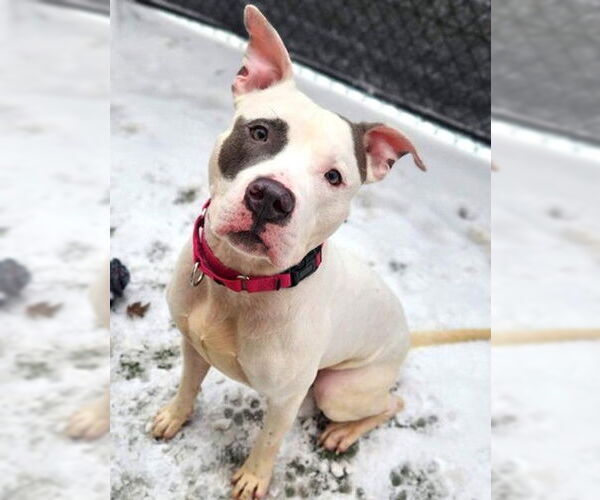 Medium Photo #4 Mutt Puppy For Sale in Des Moines, IA, USA