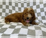 Small #4 Goldendoodle (Miniature)